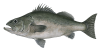 慢摇 Slow Jigging