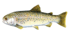 飞蝇钓 Fly Fishing