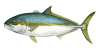 水面系&铁板 Top Water & Jigging